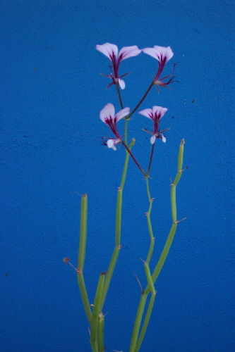 pelargonium tetragonum